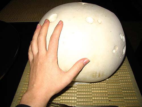 A very large mushroom