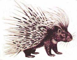 A porcupine